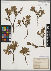 Foto von Salix appendiculata Vill.